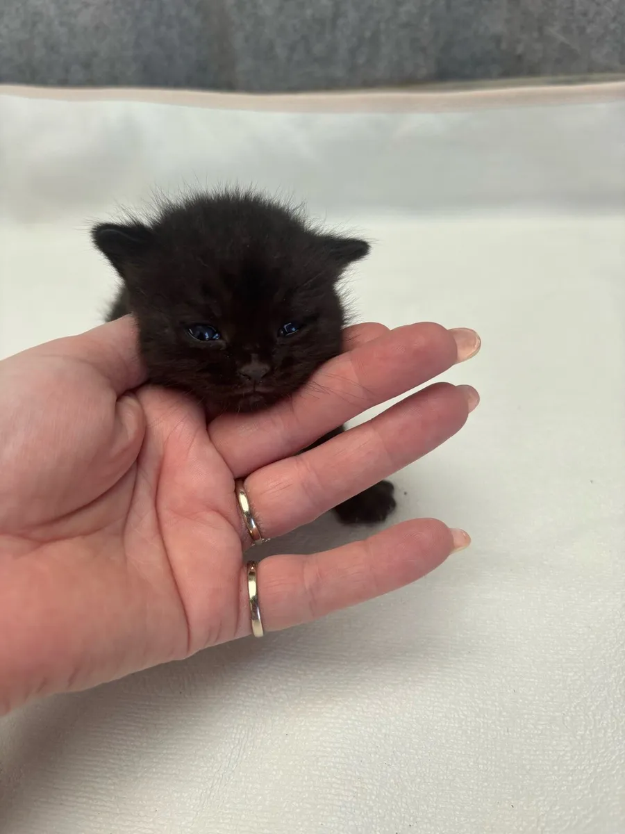 Black British short hair kitten - Image 1