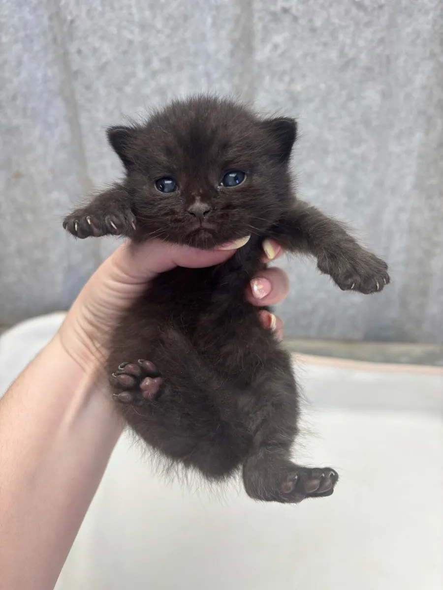 Black British short hair kitten - Image 2