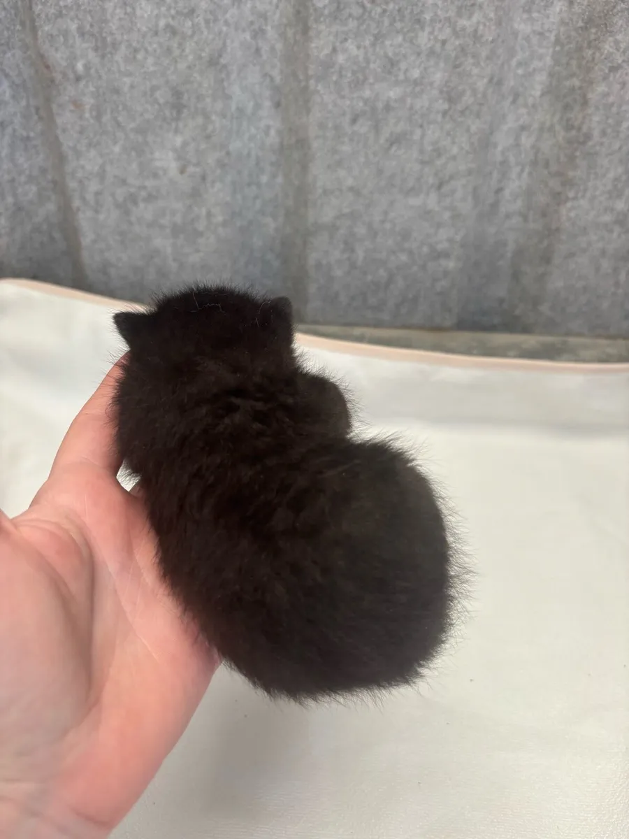 Black British short hair kitten - Image 3