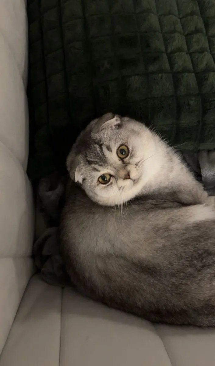 Cat - Image 1