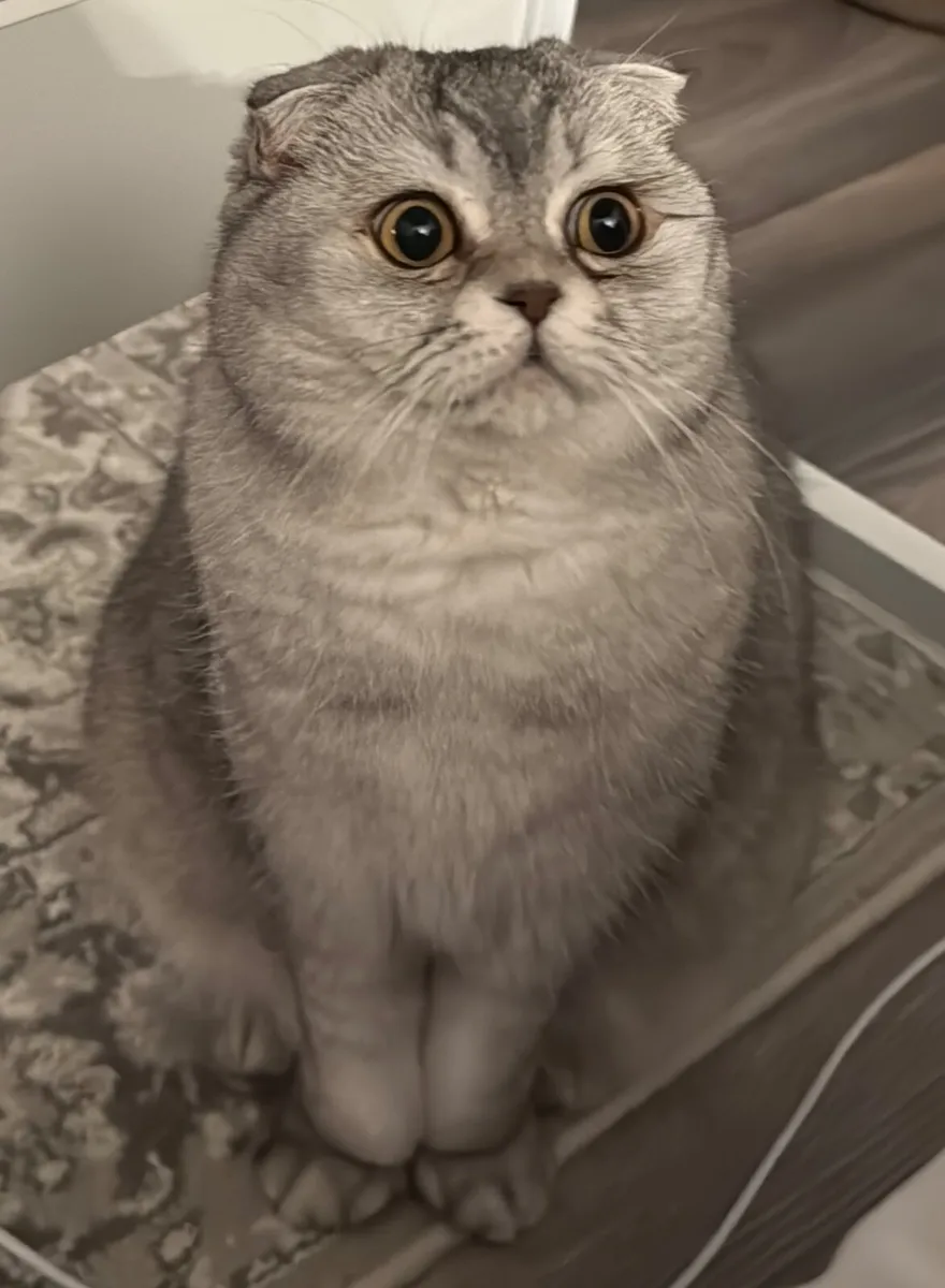 Cat - Image 2