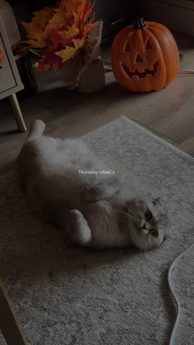 Cat - Image 3