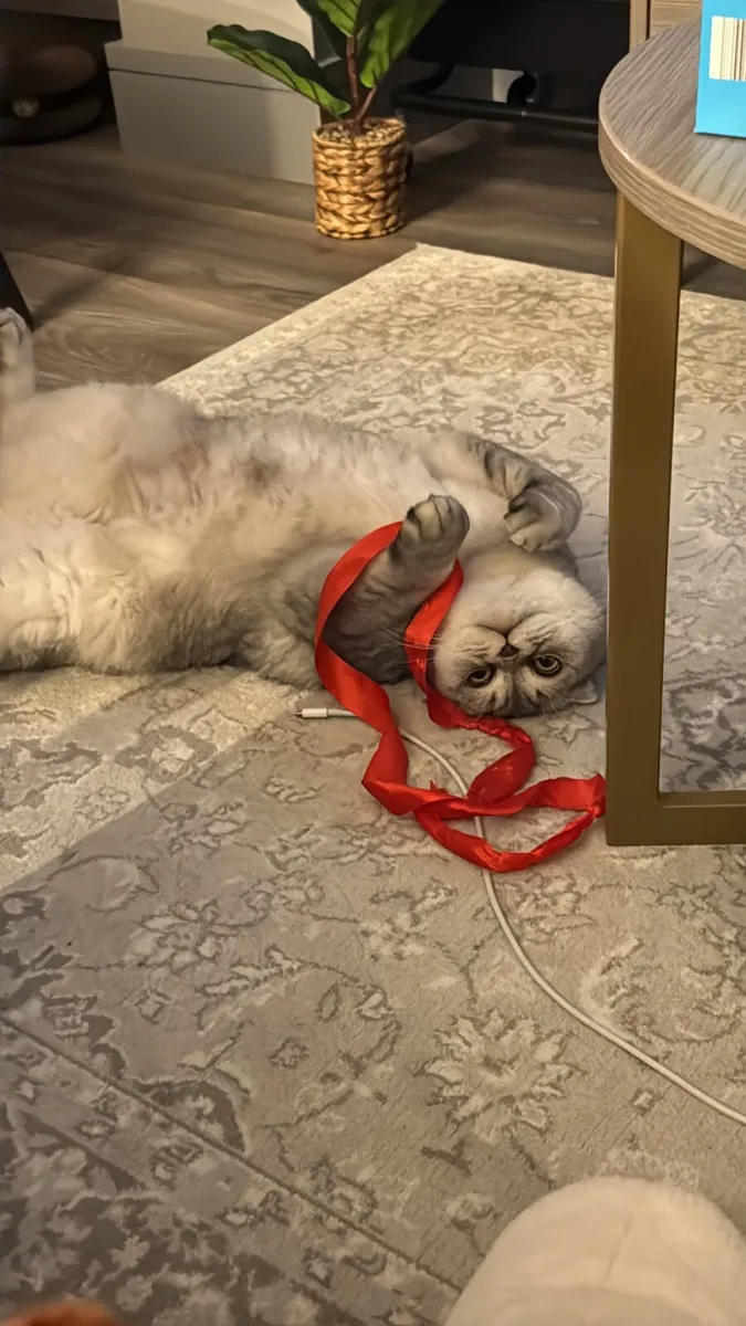 Cat - Image 4