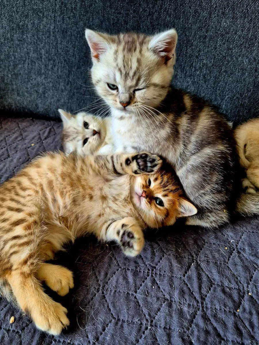 British shorthair kittens - Image 2
