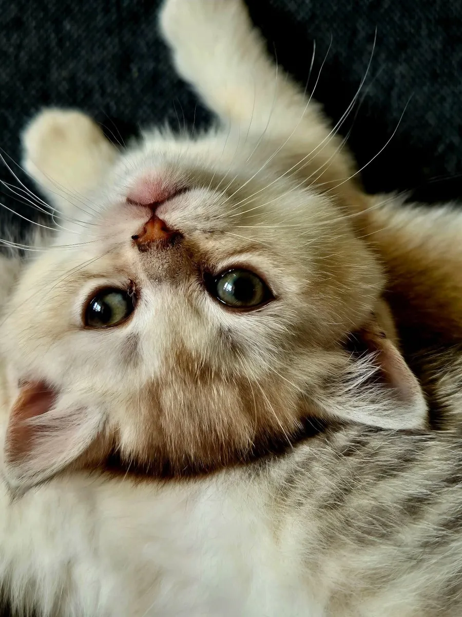 British shorthair kittens - Image 1
