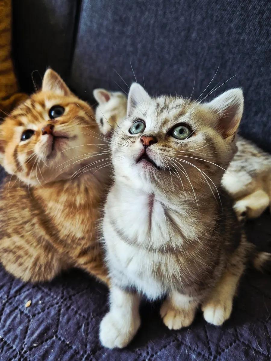 British shorthair kittens - Image 4