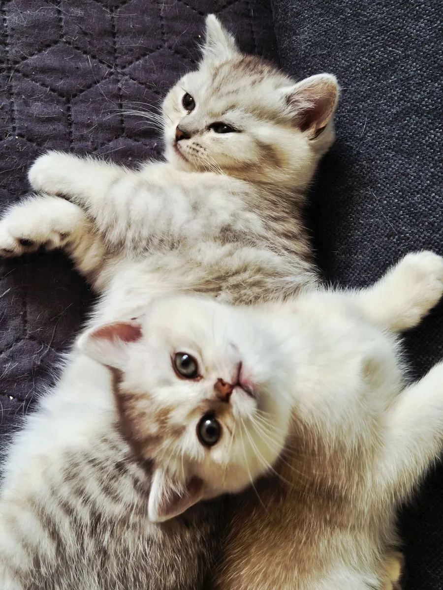 British shorthair kittens - Image 3