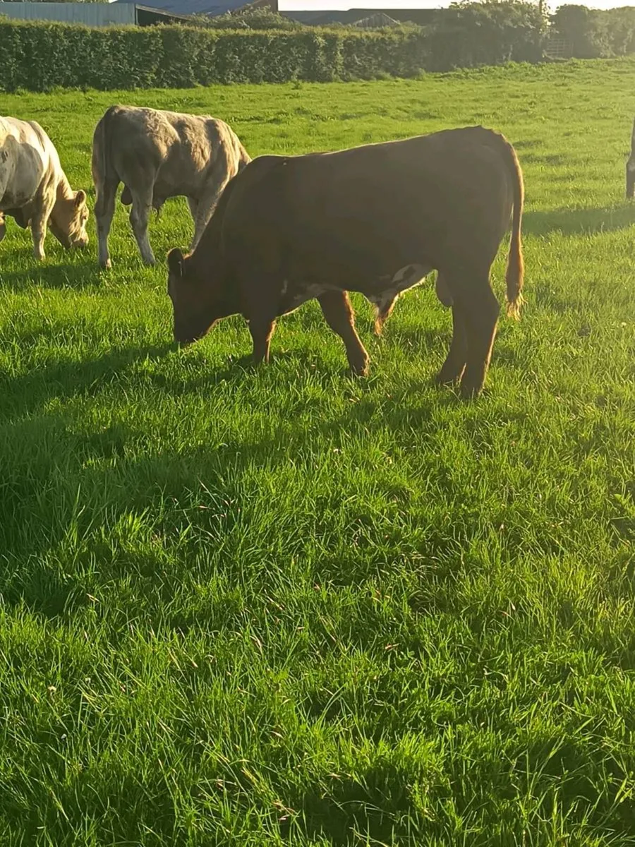 Organic Bullocks - Image 3