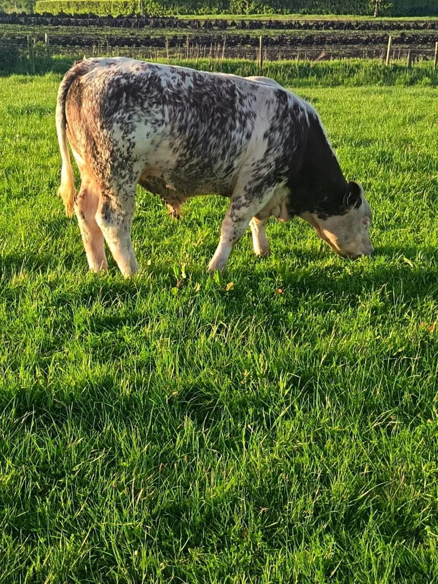 Organic Bullocks - Image 4