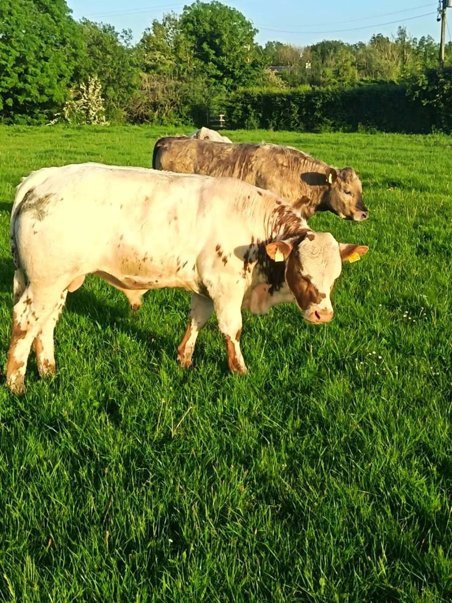 Organic Bullocks - Image 1