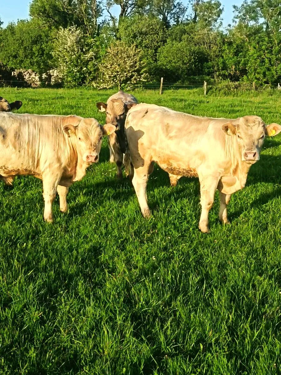 Organic Bullocks - Image 2