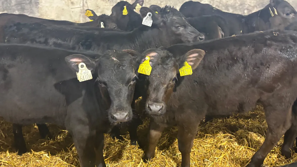 10 Quality Angus Heifer Runners - Image 1