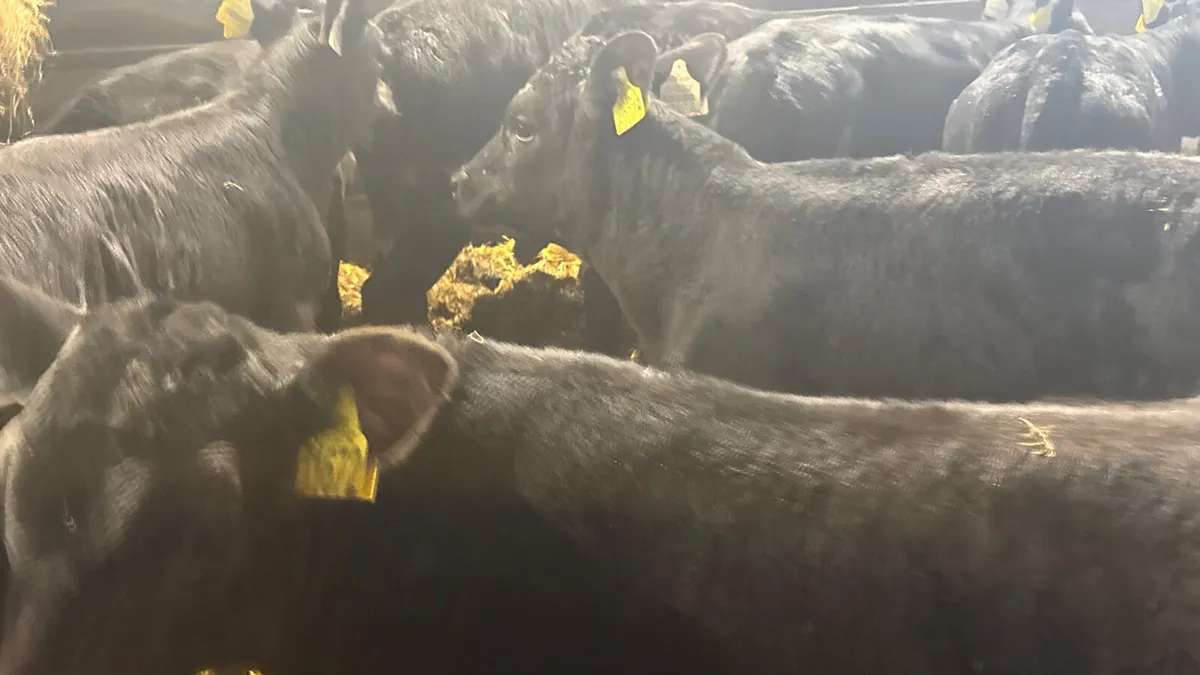 10 Quality Angus Heifer Runners - Image 3