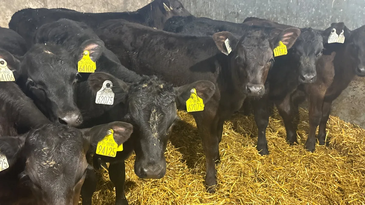 10 Quality Angus Heifer Runners - Image 4