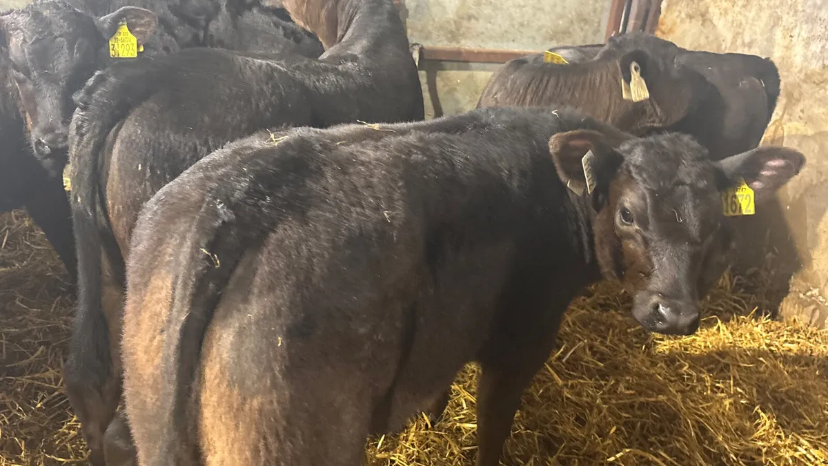 10 Quality Angus Heifer Runners - Image 2