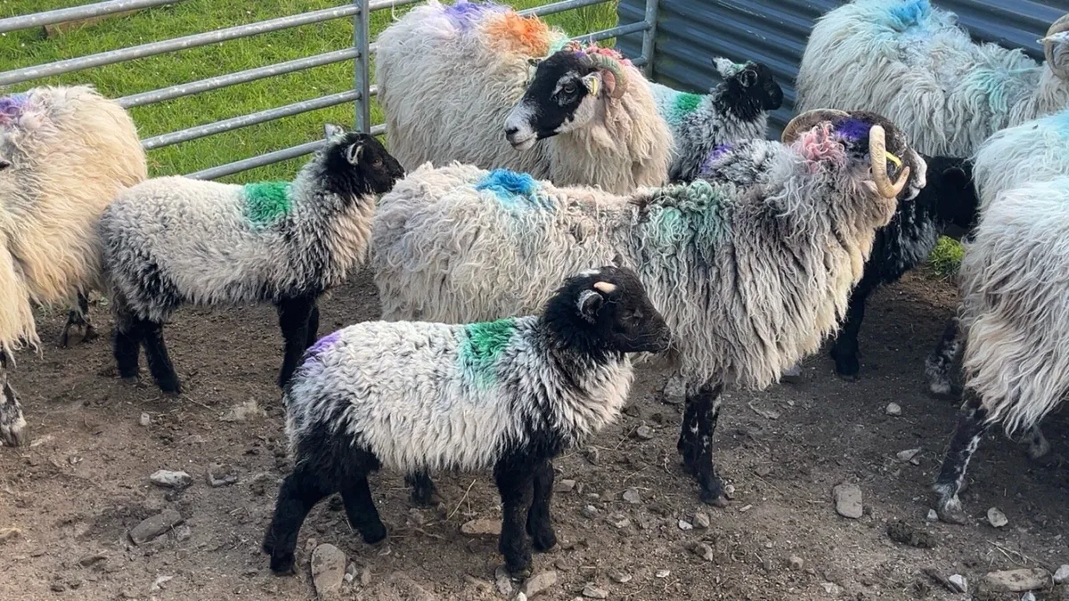 Horned Ewes With Lambs At Foot - Image 2