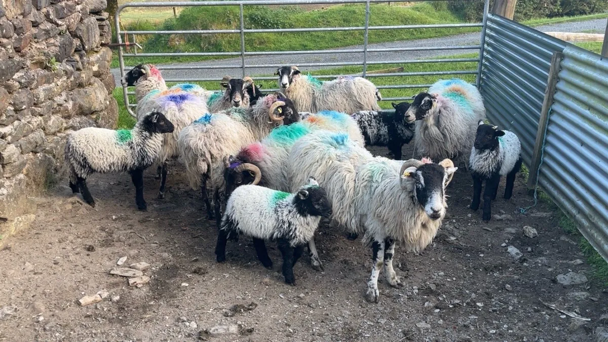 Horned Ewes With Lambs At Foot - Image 3