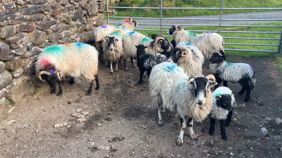 Horned Ewes With Lambs At Foot - Image 4