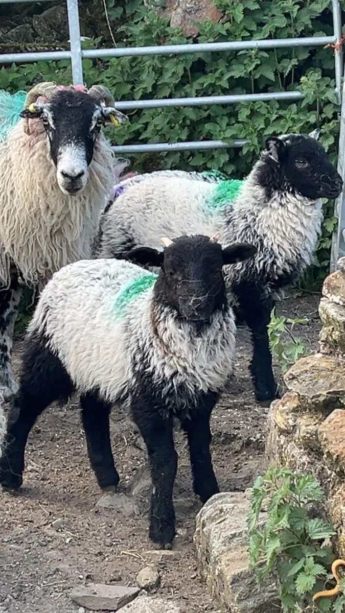 Horned Ewes With Lambs At Foot - Image 1