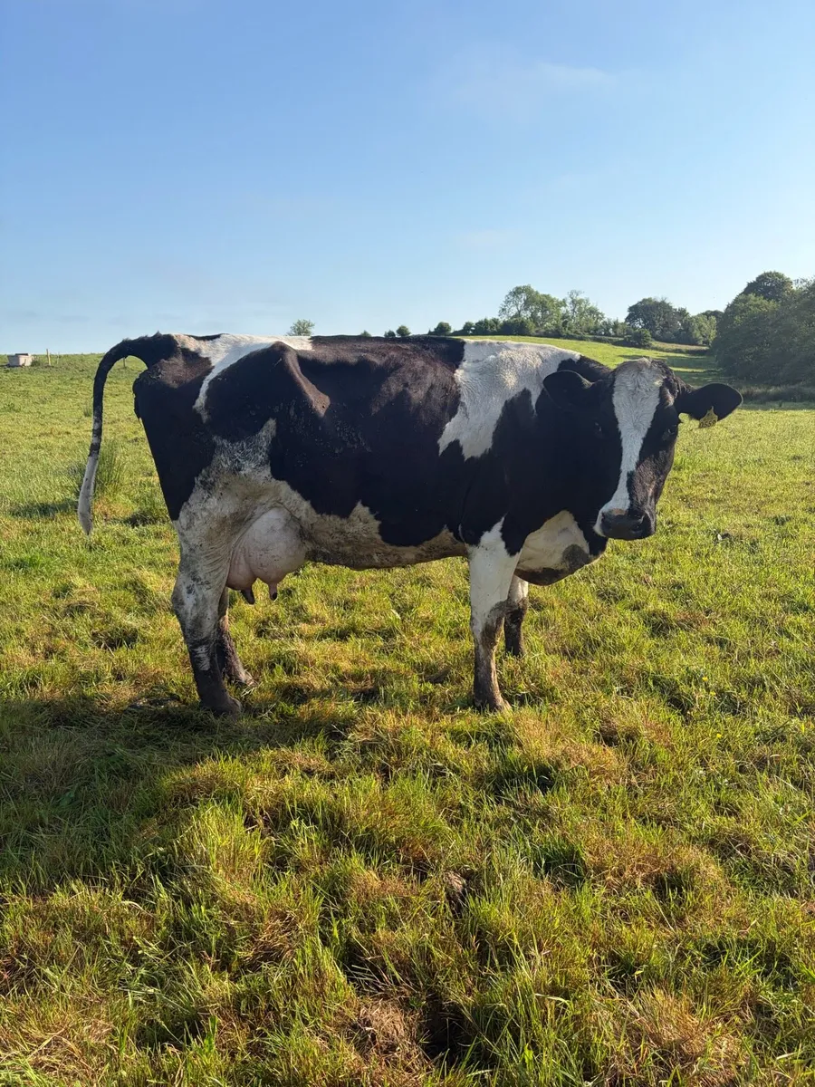 Dairy cows - Image 2