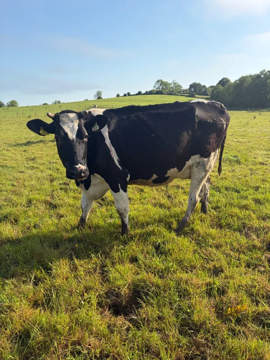 Dairy cows - Image 4