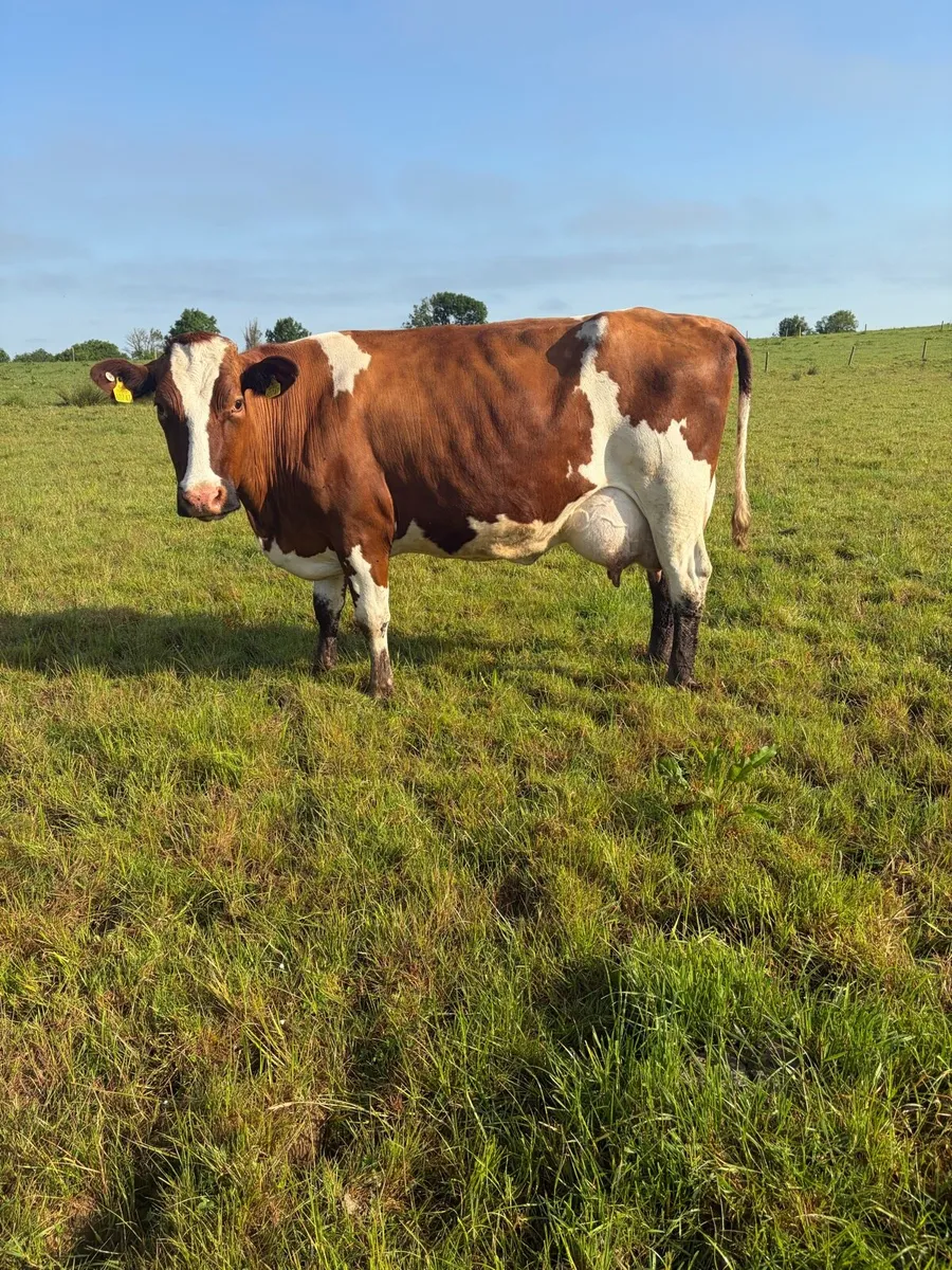 Dairy cows - Image 1