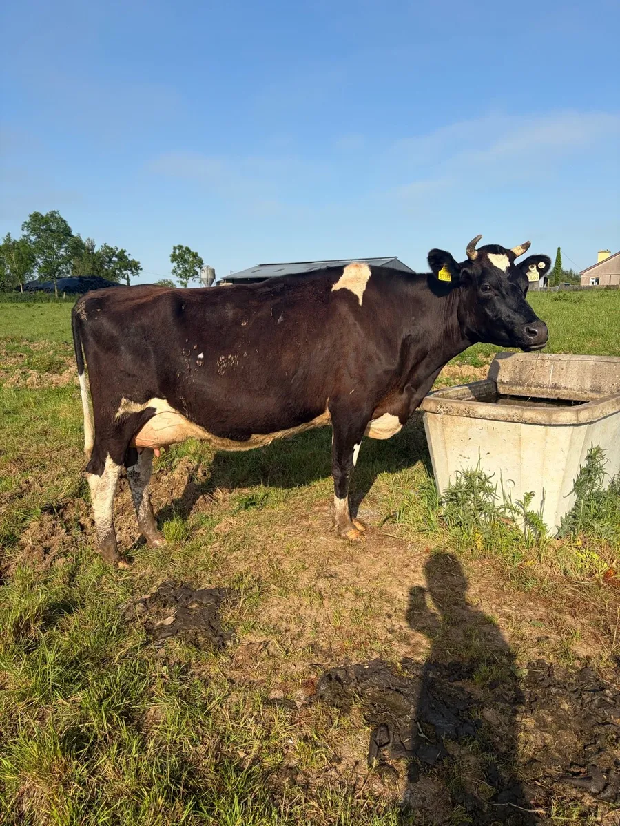 Dairy cows - Image 3