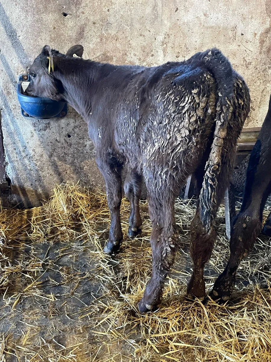 Reared Angus Bull Calfs - Image 4