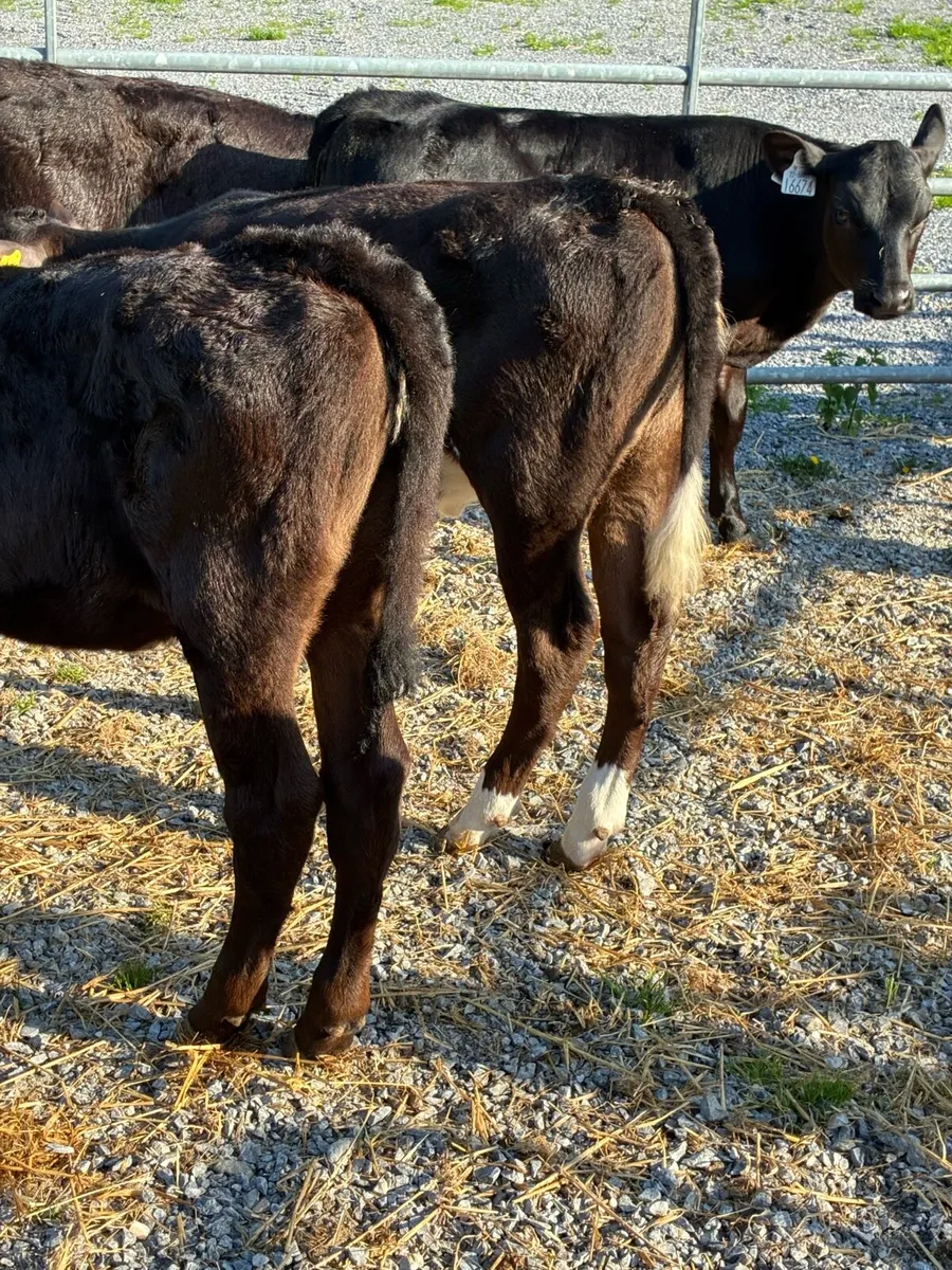 SUPER QUALITY AA HEIFER RUNNERS 3/4 MONTHS OLD - Image 4