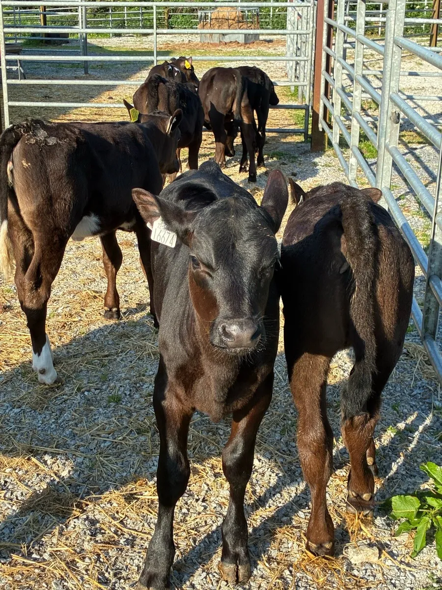 SUPER QUALITY AA HEIFER CALVES 3 MONTHS OLD - Image 1