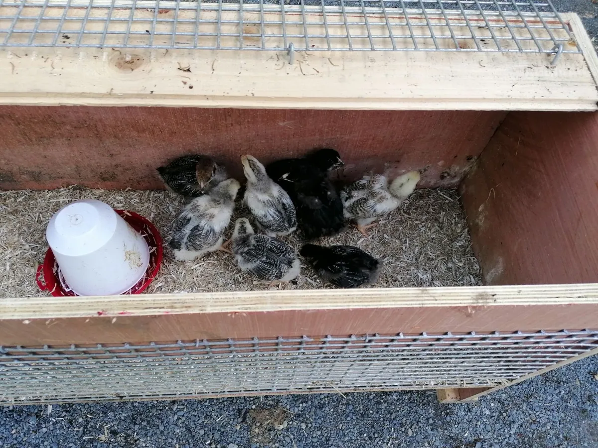 8 Chickens and House on Wheels - Image 3
