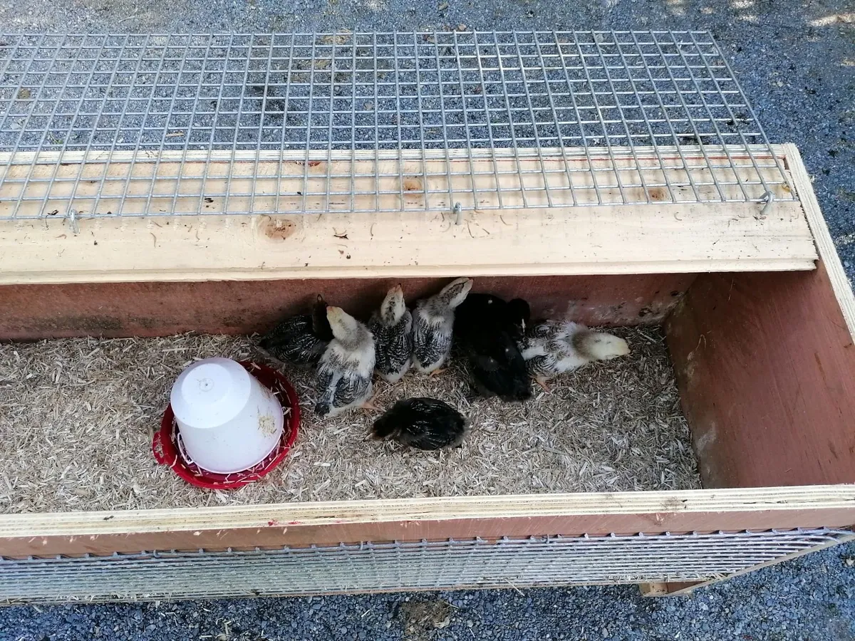 8 Chickens and House on Wheels - Image 4