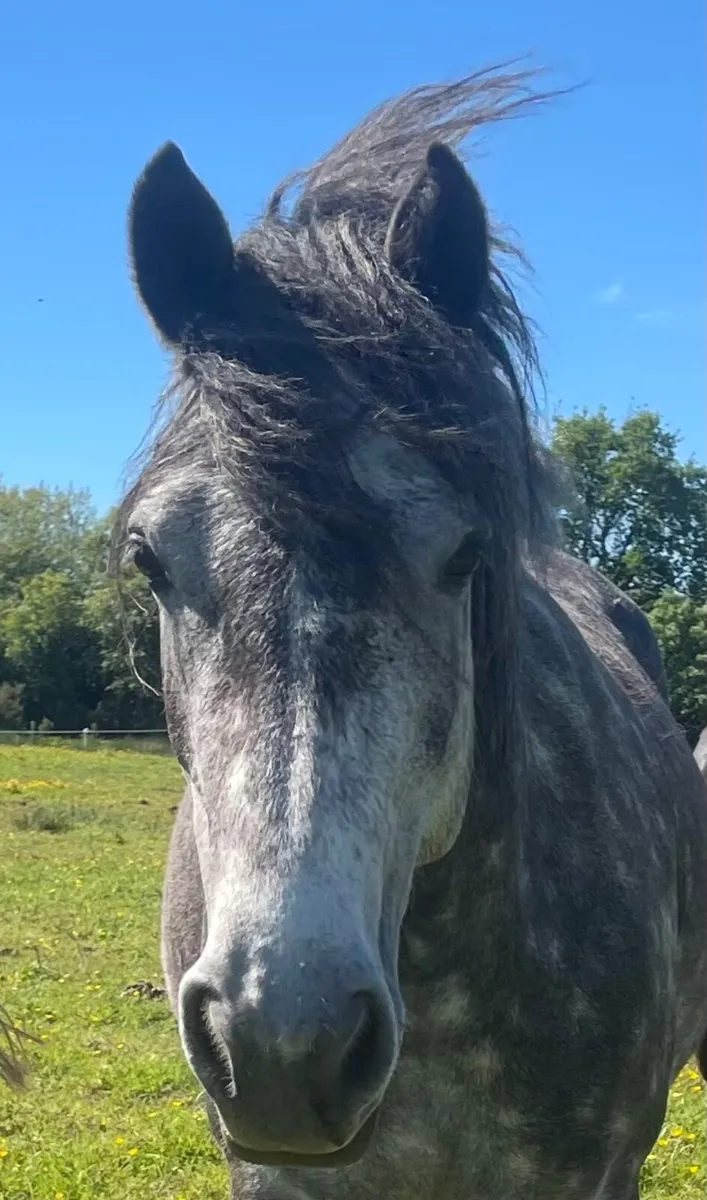 Connemara  mare - Image 1