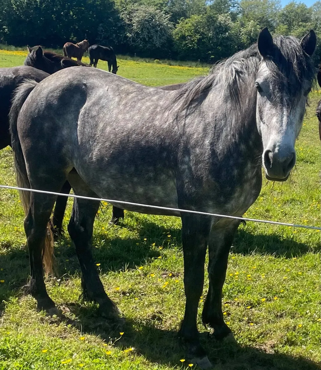 Connemara  mare - Image 2