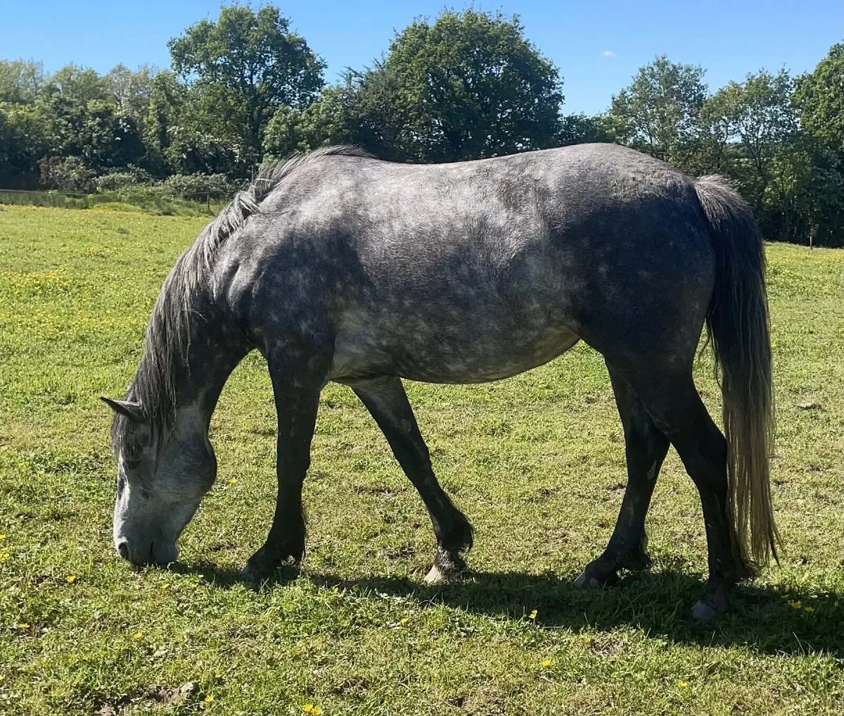 Connemara  mare - Image 3