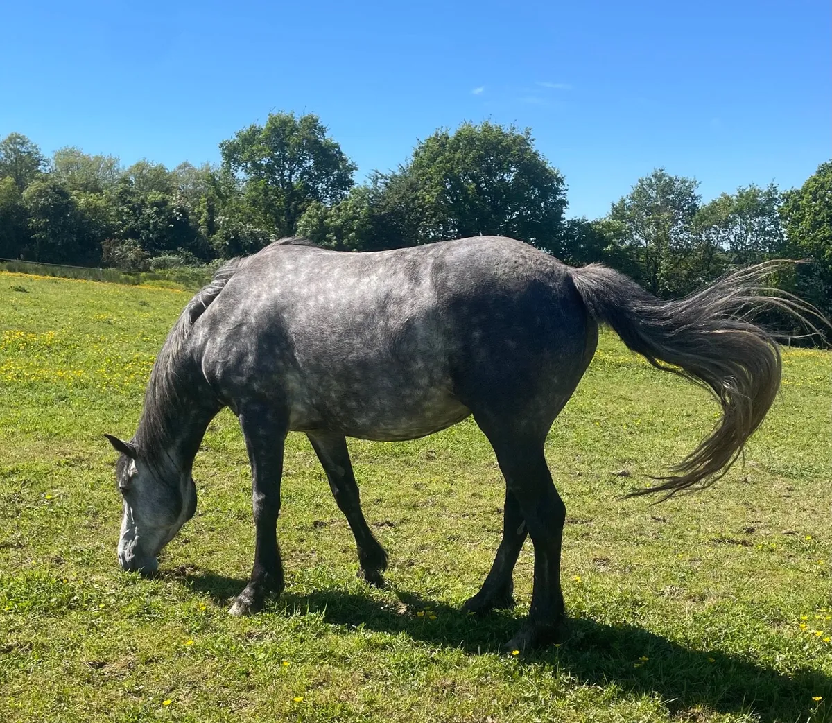 Connemara  mare - Image 4