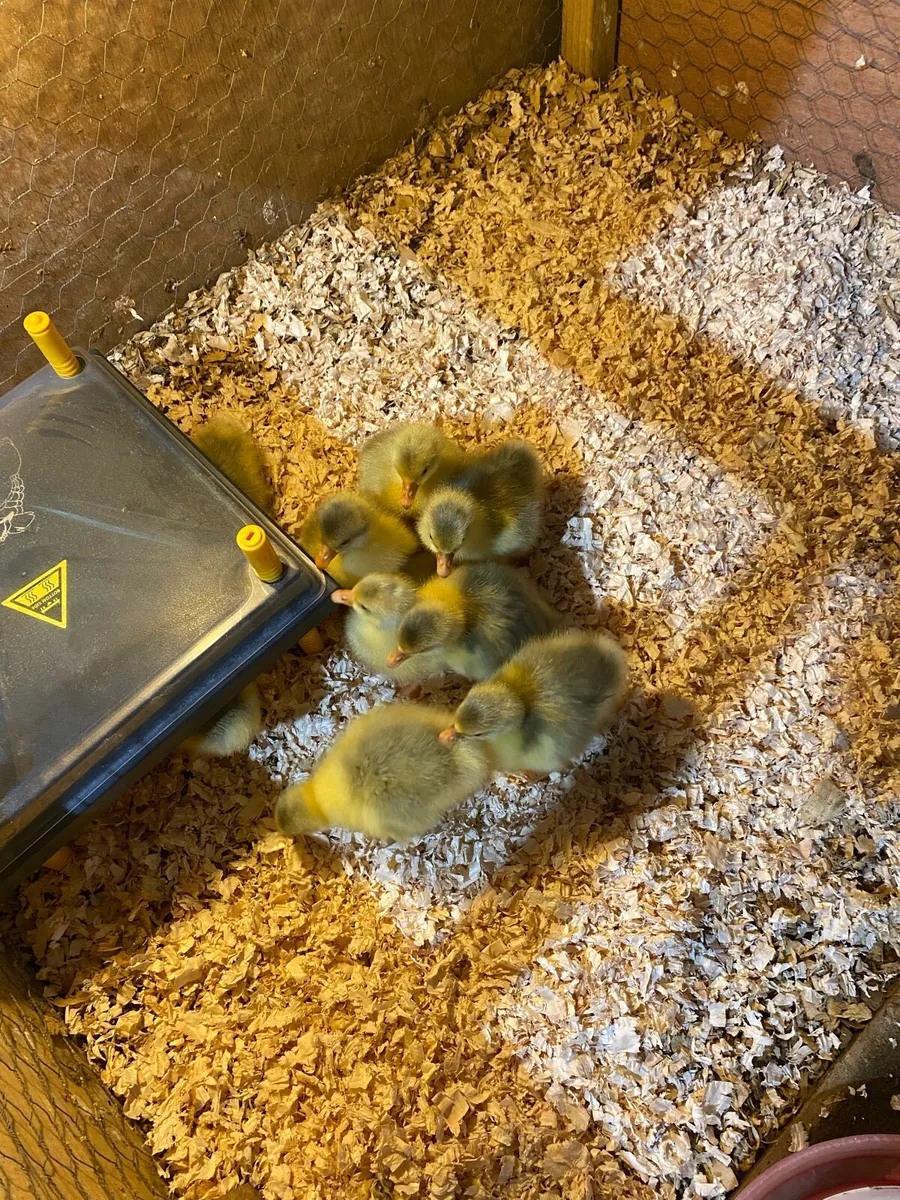 Goslings