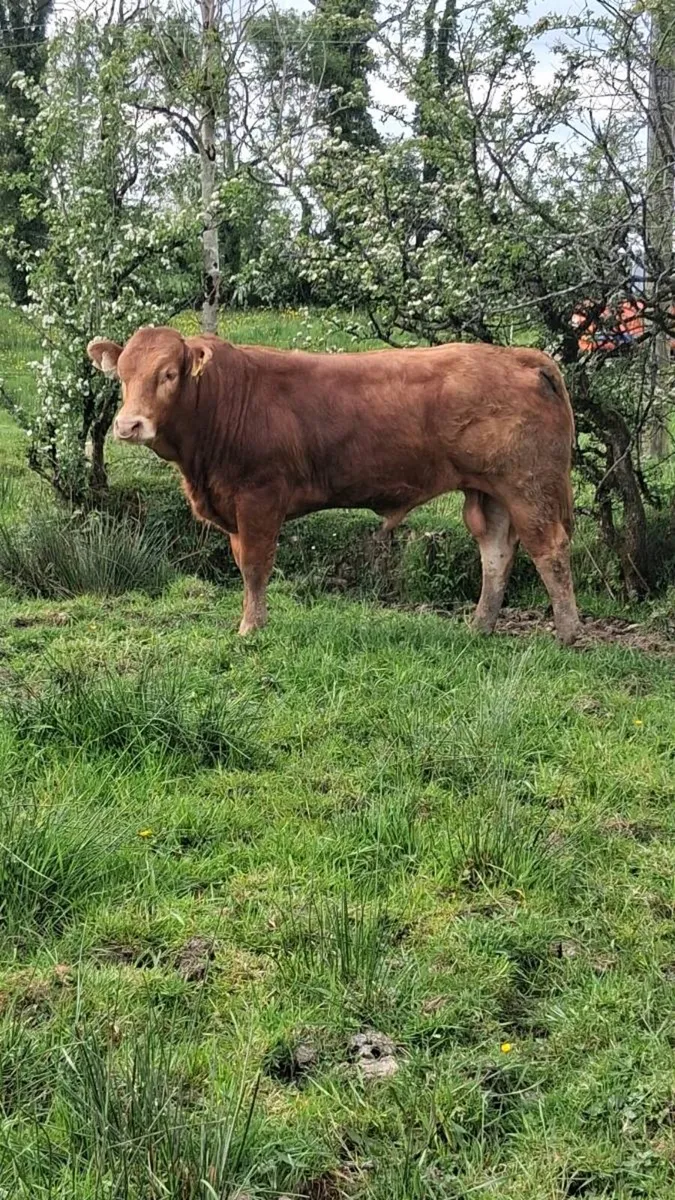 PBR Limousin Bull - Image 2