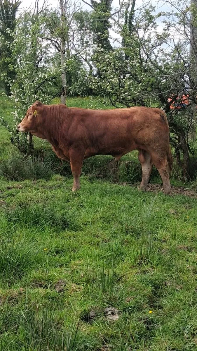 PBR Limousin Bull - Image 3