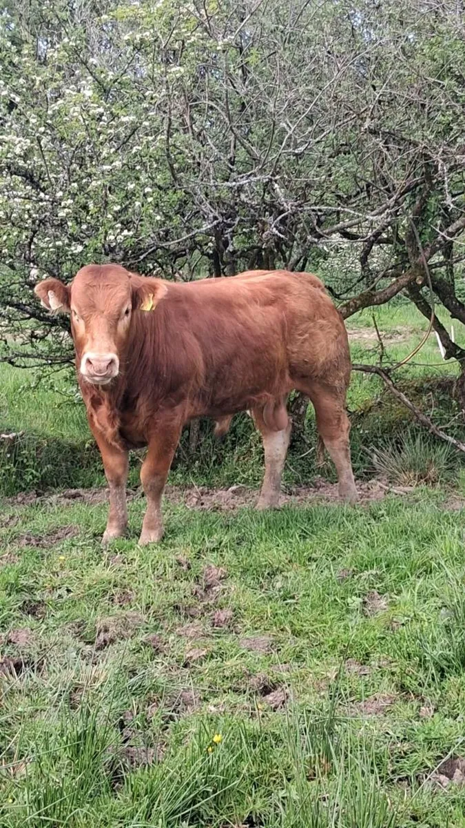 PBR Limousin Bull - Image 1