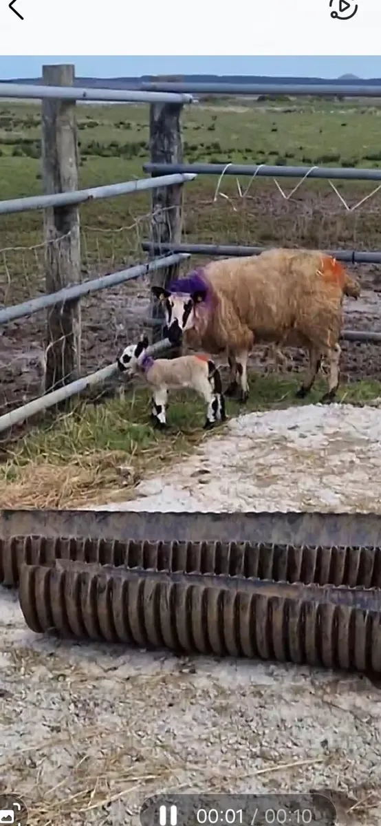 Kerri hill ewes