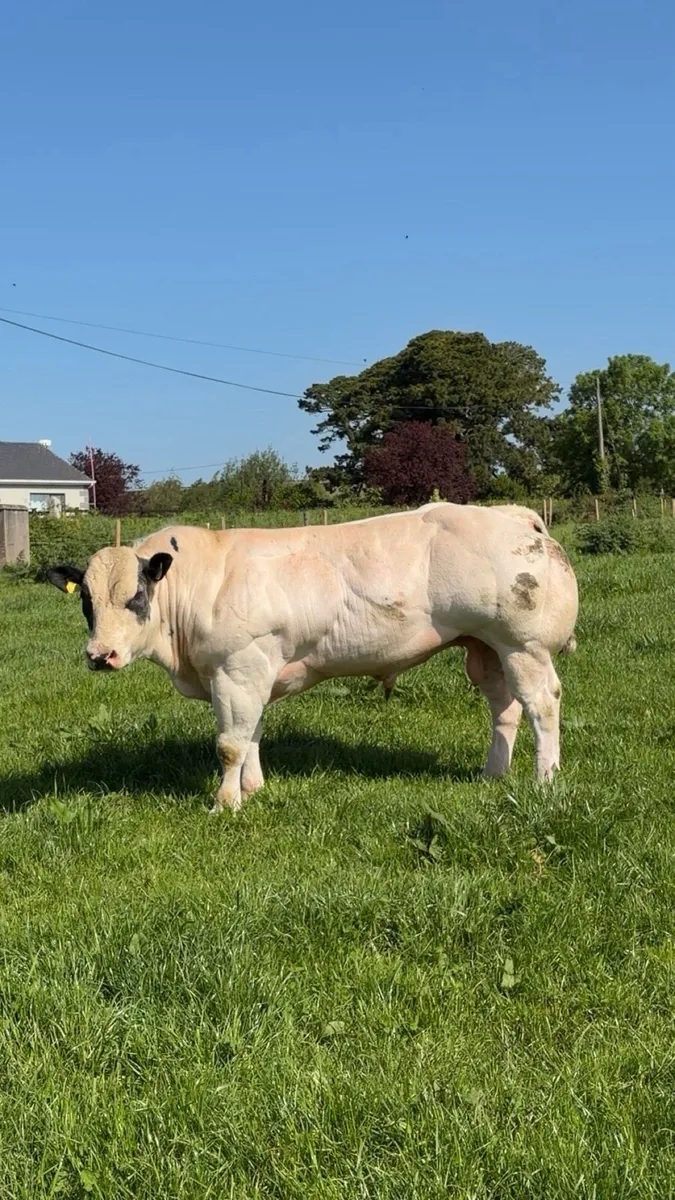 Purebred Belgian blue bull and hybrid bull - Image 4