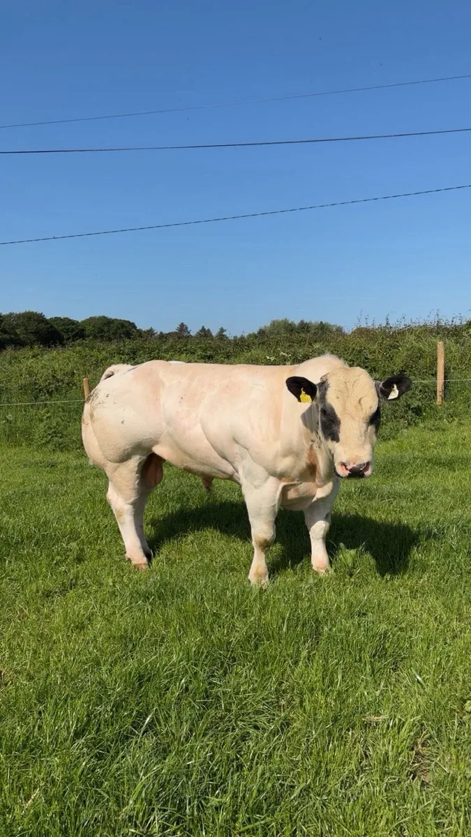 Purebred Belgian blue bull and hybrid bull - Image 3