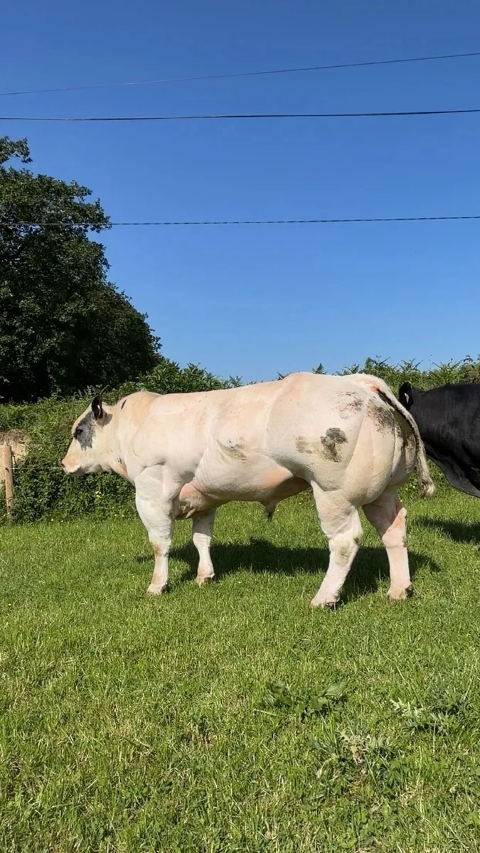 Purebred Belgian blue bull and hybrid bull - Image 1