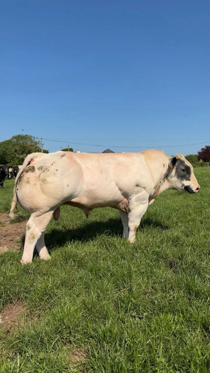 Purebred Belgian blue bull and hybrid bull - Image 2