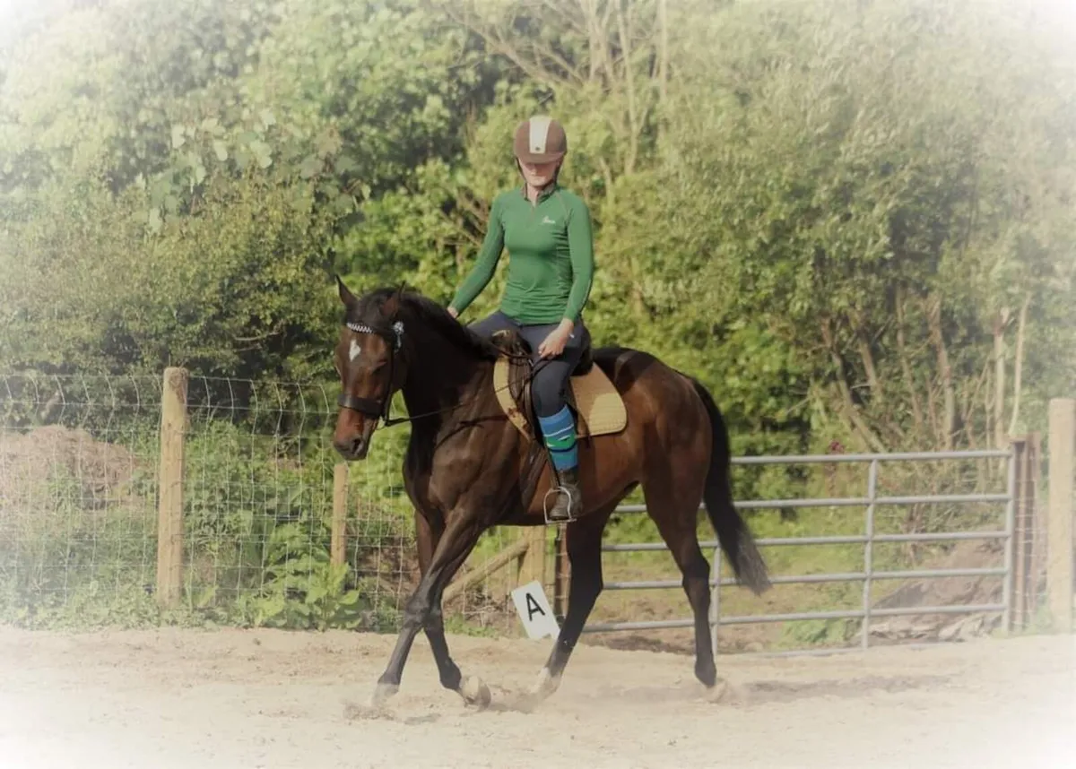 16.3 approx 8 y/o Mare - Image 1
