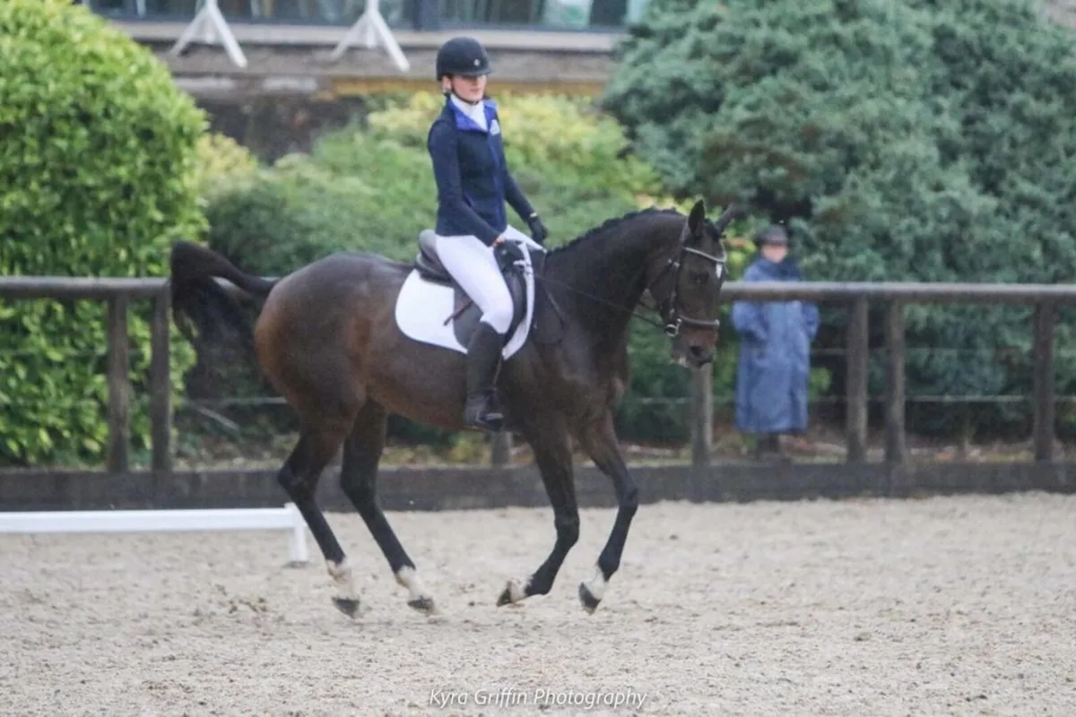 16.3 approx 8 y/o Mare - Image 2