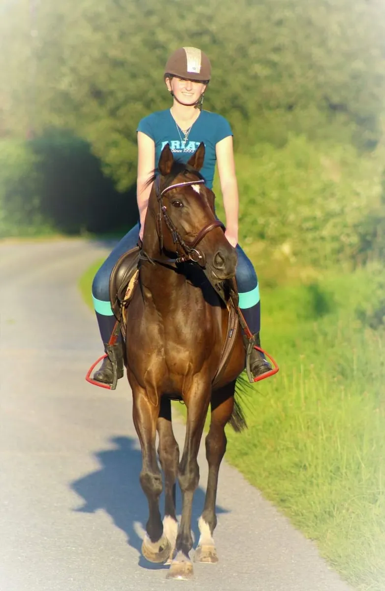 16.3 approx 8 y/o Mare - Image 3