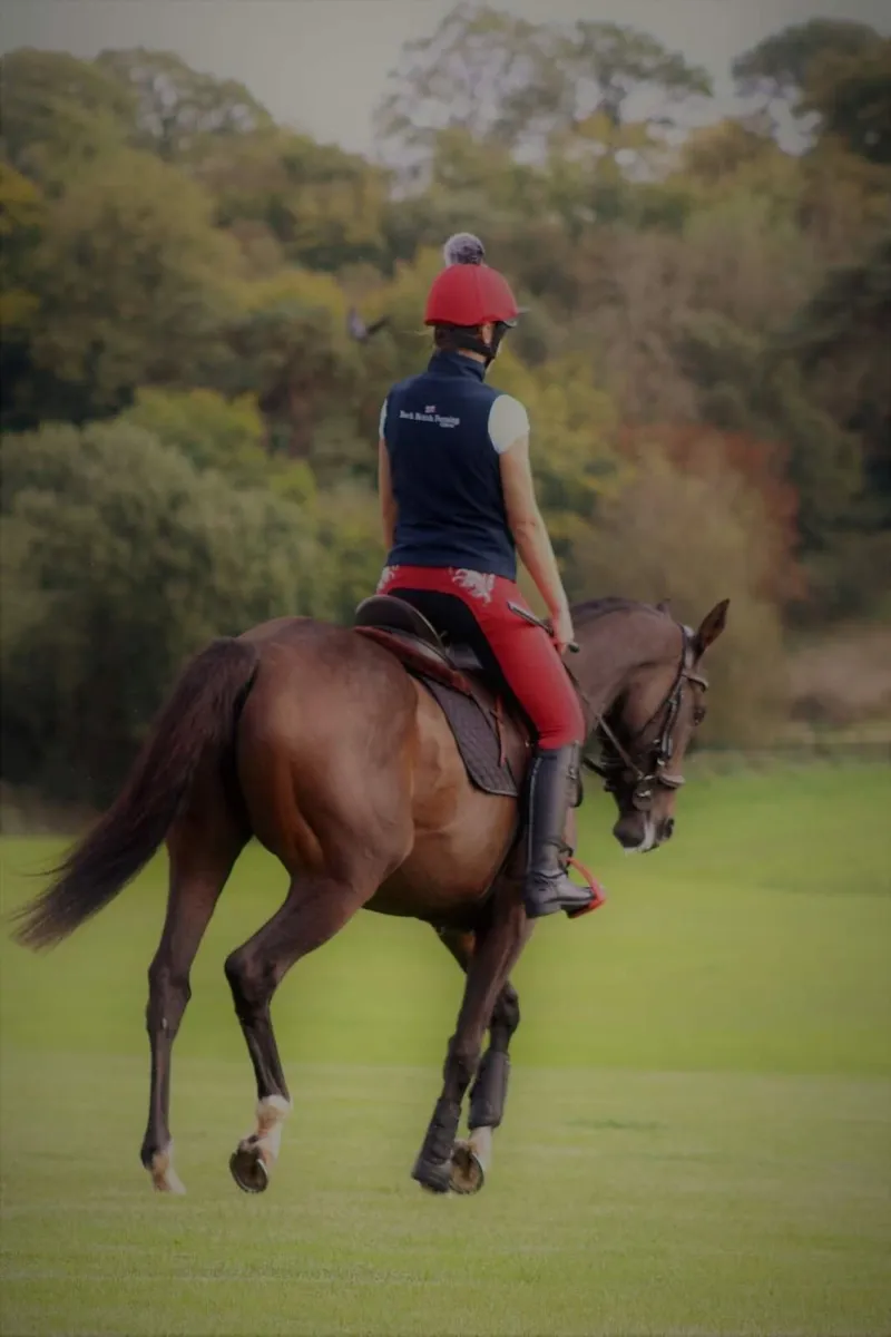 16.3 approx 8 y/o Mare - Image 4