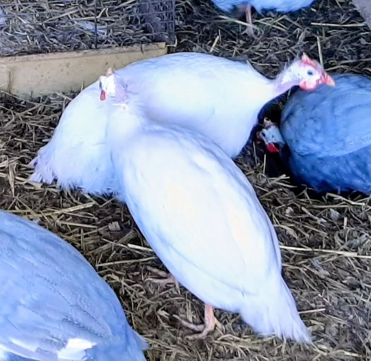 White Guinea Fowl - Image 2